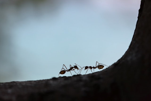 Ants - Photo Courtesy of Maksim Shutov