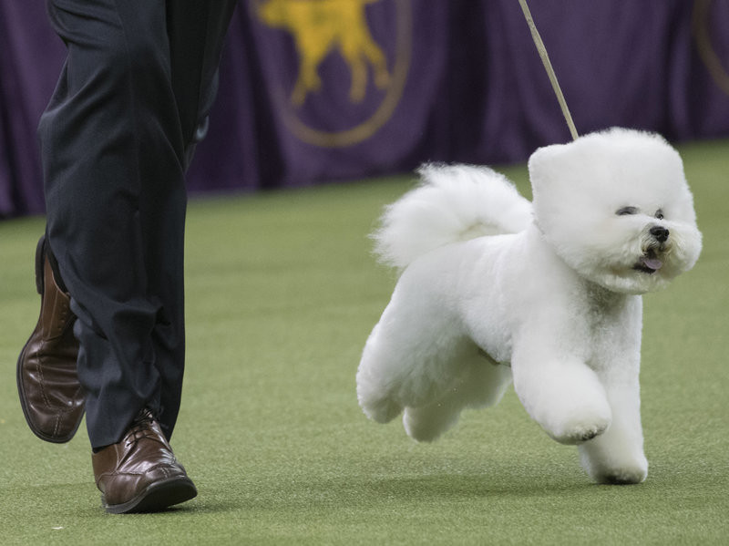 Flynn-the-Bichon-Frist