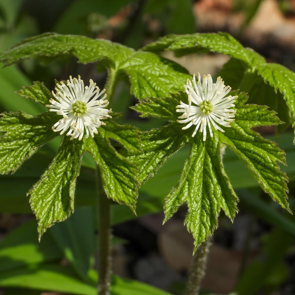 GoldenSeal Courtesy of Shutterstock