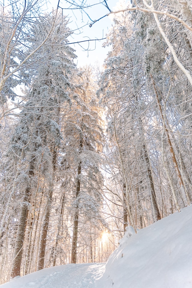 Photo Courtesy of Ainars Cekuls on Unsplash