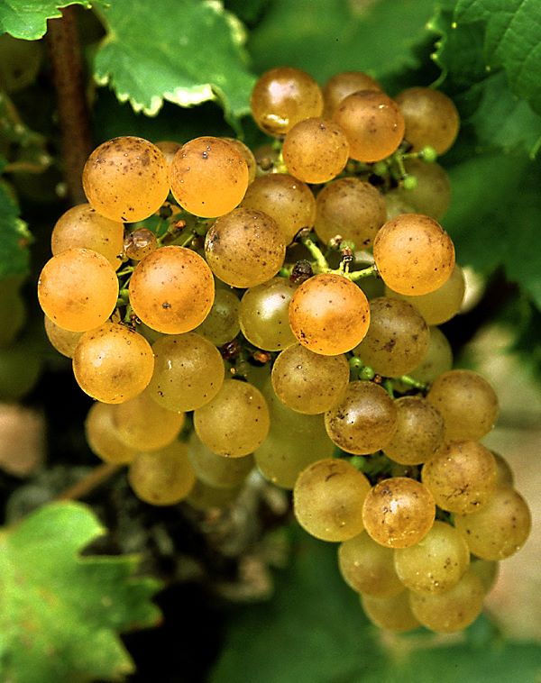 Semillon grape variety for white bordeaux