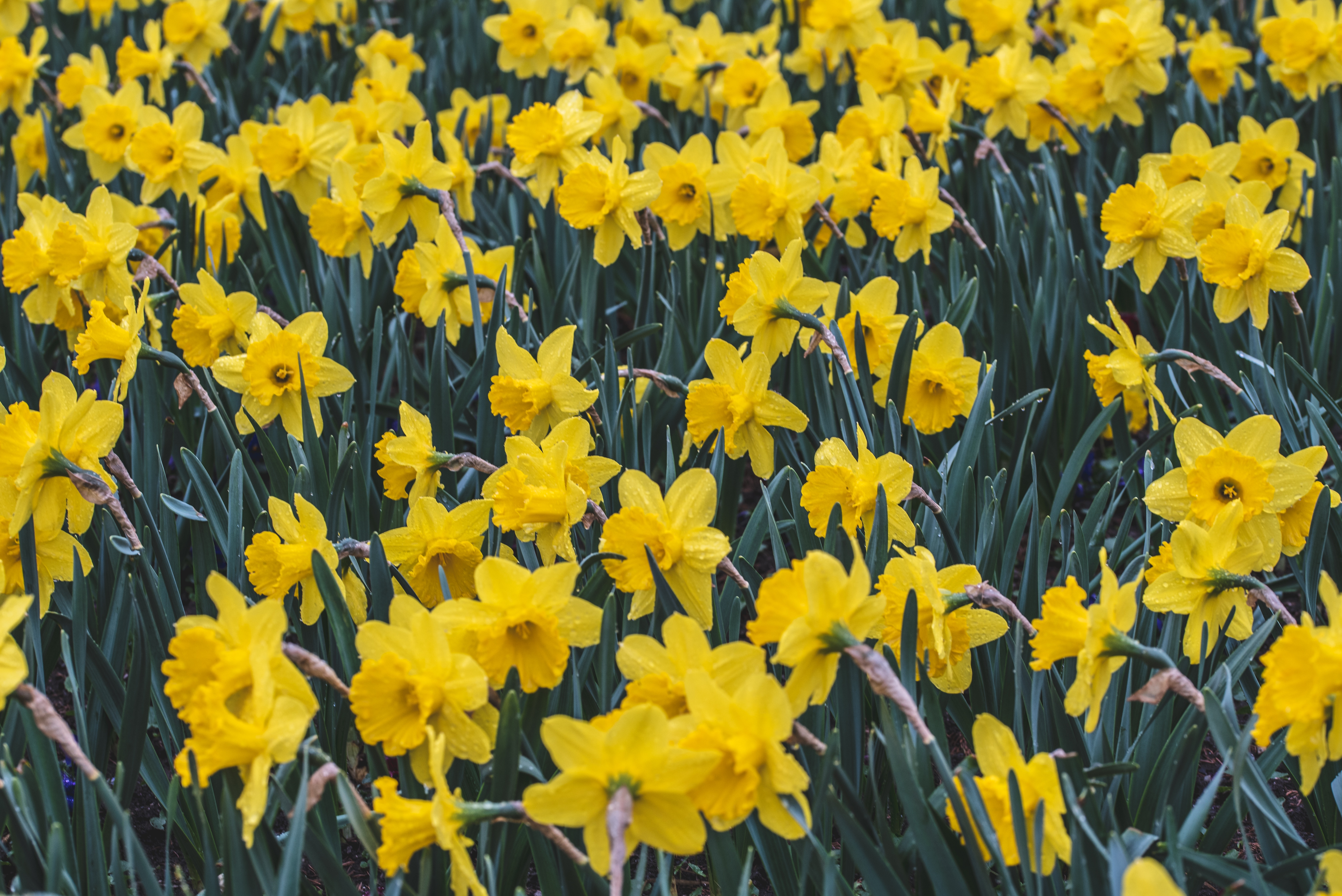 daffodils-marian-kroell-2019