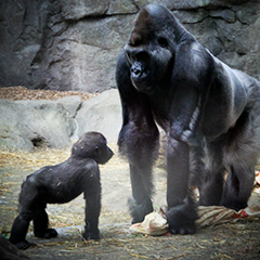 Gorillas at the Franklin Park Zoo
